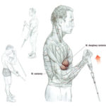 Trening przedramion (biceps) z wykorzystaniem wyciągu dolnego