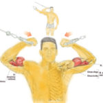 Trening bicepsa (dwugłowy ramienia) na wyciągu górnym