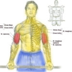 Trening przedramion (biceps) sztangą trzymaną podchwytem