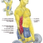 Trening przedramion sztangą (nachwyt)
