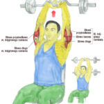 Trening tricepsa sztangą w pozycji siedzącej