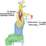 Trening tricepsa sztangielką trzymaną oburącz na siedząco