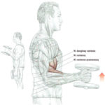Trening przedramion (biceps) sztangielkami trzymanymi neutralnie