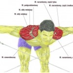 Trening barków na wyciągu dolnym - tułów pochylony do przodu