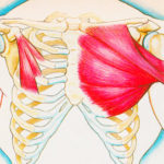 Anatomia mięśni klatki piersiowej