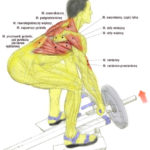 Plecy, grzbiet - podciaganie sztangi T w opadzie tułowia