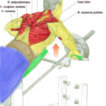 Plecy, grzbiet - podciąganie sztangi T w opadzie z podpórką