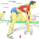 Ćwiczenie na plecy - podciąganie sztangielki w opadzie na ławeczce