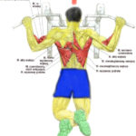 Mięsień najszerszy  grzbietu - podciąganie na drążku