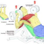 Trening klaty - wyciskania z hantlami na ławce skośnej