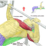 Trening klatki piersiowej - wyciskanie na ławce płaskiej