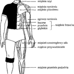 Funkcje mięśnia w piłce nożnej